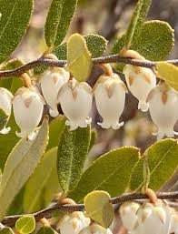 Attēlu rezultāti vaicājumam “Chamaedaphne calyculata flower”