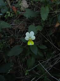 Attēlu rezultāti vaicājumam “Viola tricolor subsp. matutina”