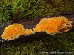 Attēlu rezultāti vaicājumam “Peniophora laurentii”