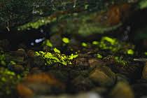 Attēlu rezultāti vaicājumam “Schistostega pennata”