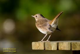 Image result for Catharus guttatus