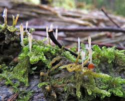 Attēlu rezultāti vaicājumam “Clavulinopsis cinerioides”