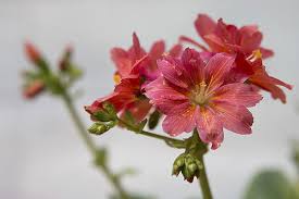 Image result for Bitterwurz