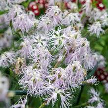 Image result for Dianthus superbus