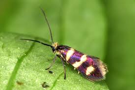 Attēlu rezultāti vaicājumam “Micropterix aureatella”