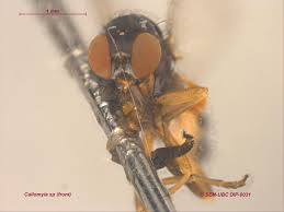 Attēlu rezultāti vaicājumam “Platypezidae”