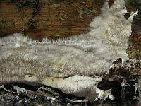 Attēlu rezultāti vaicājumam “Anomoporia bombycina”