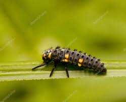 Attēlu rezultāti vaicājumam “Coccinella septempunctata larva”