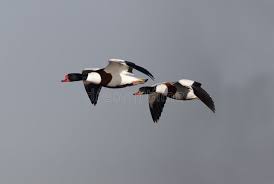 Attēlu rezultāti vaicājumam “Tadorna tadorna male”