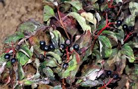 Attēlu rezultāti vaicājumam “Cornus sanguinea fruit”