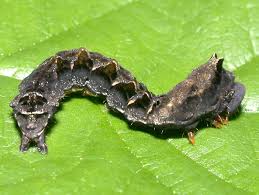 Attēlu rezultāti vaicājumam “Thyatira batis”