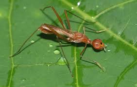 Attēlu rezultāti vaicājumam “Micropezidae”