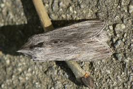 Attēlu rezultāti vaicājumam “Cucullia lucifuga”