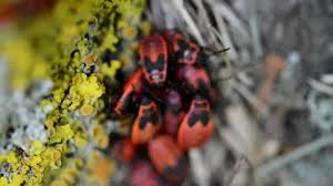 Attēlu rezultāti vaicājumam “Pyrrhocoris apterus nymph”