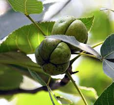 Attēlu rezultāti vaicājumam “Carya ovata fruit”