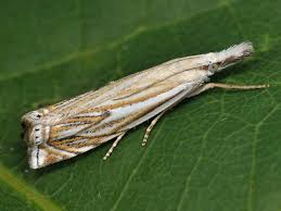 Attēlu rezultāti vaicājumam “Crambus heringiellus”