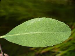 Attēlu rezultāti vaicājumam “Myrica gale”