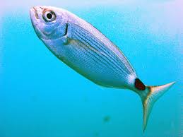 Image result for Oblada melanurus