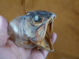 Image result for Squalius vardarensis