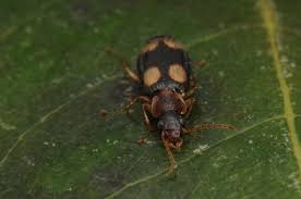 Attēlu rezultāti vaicājumam “Dromius quadrimaculatus”