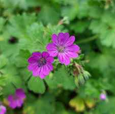 Attēlu rezultāti vaicājumam “Geranium molle flower”