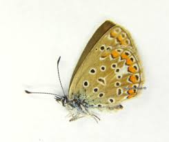 Attēlu rezultāti vaicājumam “Polyommatus icarus female”