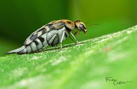 Attēlu rezultāti vaicājumam “Mordellidae”