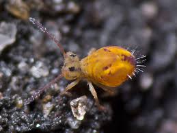 Attēlu rezultāti vaicājumam “Symphypleona”