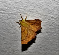 Attēlu rezultāti vaicājumam “Ennomos alniaria”