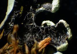 Attēlu rezultāti vaicājumam “Hypotrachyna sp.”