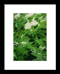 Image result for Myrrhis odorata