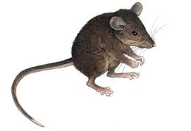 Attēlu rezultāti vaicājumam “Muridae”