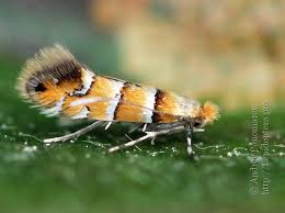 Attēlu rezultāti vaicājumam “Phyllonorycter apparella”