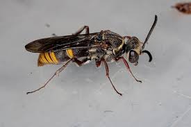 Attēlu rezultāti vaicājumam “Crabronidae”