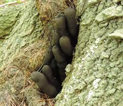 Attēlu rezultāti vaicājumam “Xylaria polymorpha”