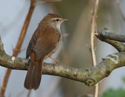 Image result for Cettia cetti