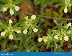 Attēlu rezultāti vaicājumam “Diderma montanum var. album macro”