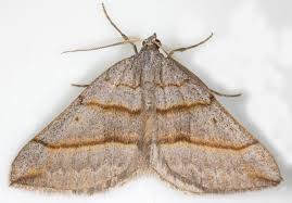 Attēlu rezultāti vaicājumam “Epirhoe tristata”