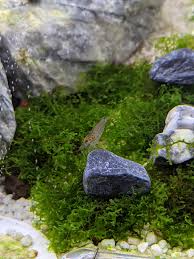 Attēlu rezultāti vaicājumam “Riccardia incurvata”