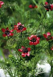 Image result for Adonis aestivalis