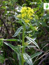 Attēlu rezultāti vaicājumam “Erysimum cheiranthoides leaf”