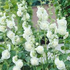 Image result for Alcea (althaea) rosea