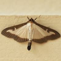 Attēlu rezultāti vaicājumam “Lomaspilis marginata”