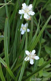Attēlu rezultāti vaicājumam “Parnassiaceae”