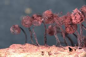 Attēlu rezultāti vaicājumam “Cribraria purpurea”