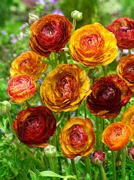 Attēlu rezultāti vaicājumam “Ranunculus brunnescens”
