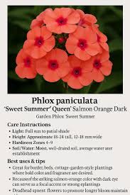 Image result for Phlox paniculata `Sweet Summer`
