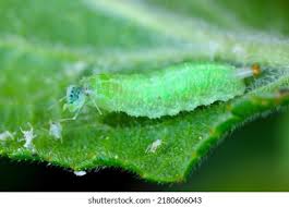 Attēlu rezultāti vaicājumam “Syrphus sp. larva”