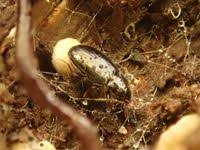 Attēlu rezultāti vaicājumam “Tachyta nana”