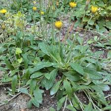 Attēlu rezultāti vaicājumam “Pilosella officinarum leaf”